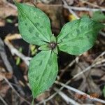 Trillium sessile 叶