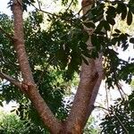 Swietenia mahagoni Агульны выгляд