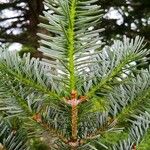 Abies homolepis Φύλλο