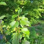 Viburnum orientale