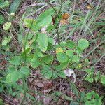 Lespedeza violacea Plante entière