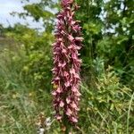 Orchis × bergonii Flor