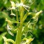 Platanthera lacera Flower