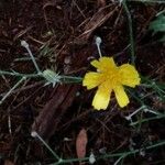 Crepis vesicaria 花