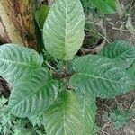 Dorstenia elata Leaf