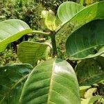 Psychotria venosa Blad