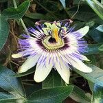 Passiflora caerulea花