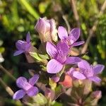 Gentianella campestrisFlower