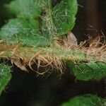 Polystichum sinense Otro