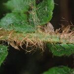 Polystichum sinense Övriga