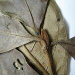 Amaioua guianensis Leaf
