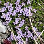 Petrocallis pyrenaica Flower