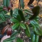 Quassia gabonensis Hoja