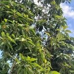 Magnolia champaca Tervik taim