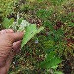 Ipomoea eriocarpa Leaf