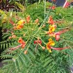 Caesalpinia pulcherrimaBlodyn