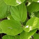 Fothergilla latifolia Leaf