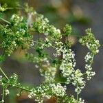 Galium mollugo Агульны выгляд