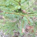 Picea rubens ഇല
