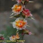 Salsola australis Fruchs