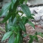 Andrographis paniculata Blad