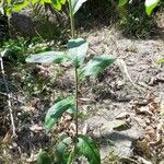 Inula conyza Leaf