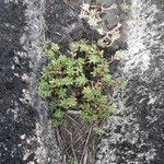 Portulaca sedifolia ശീലം
