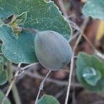 Aristolochia pistolochia Frugt