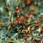 Romulea columnae Frucht