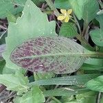 Ludwigia erecta Leaf