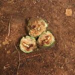 Parinari excelsa Fruto
