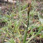 Carex uncinioides Habit