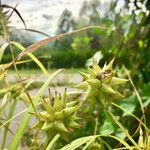 Carex grayi Habitus