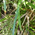 Machaerina iridifolia Leaf