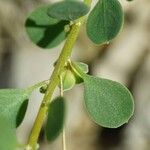 Andrachne telephioides Leaf