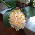 Haemanthus deformis फूल