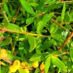 Ernodea littoralis Fruto
