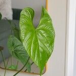 Anthurium nymphaeifolium Frunză