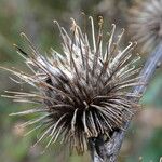 Arctium minus Frukt