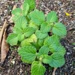 Plectranthus forsteriBlad