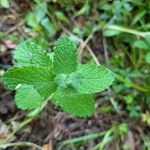 Mentha × rotundifolia पत्ता