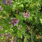 Salvia officinalis ᱵᱟᱦᱟ