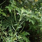 Epilobium cylindricum Habitus