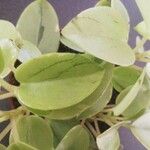 Peperomia scandens Leaf