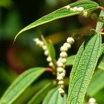 Boehmeria penduliflora Fruto