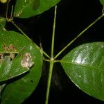 Faramea occidentalis Leaf