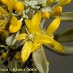 Cneorum pulverulentum Flower