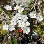 Androsace obtusifolia Kvet