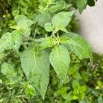 Solanum chenopodioides Листок