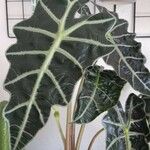 Alocasia sanderianaBlad